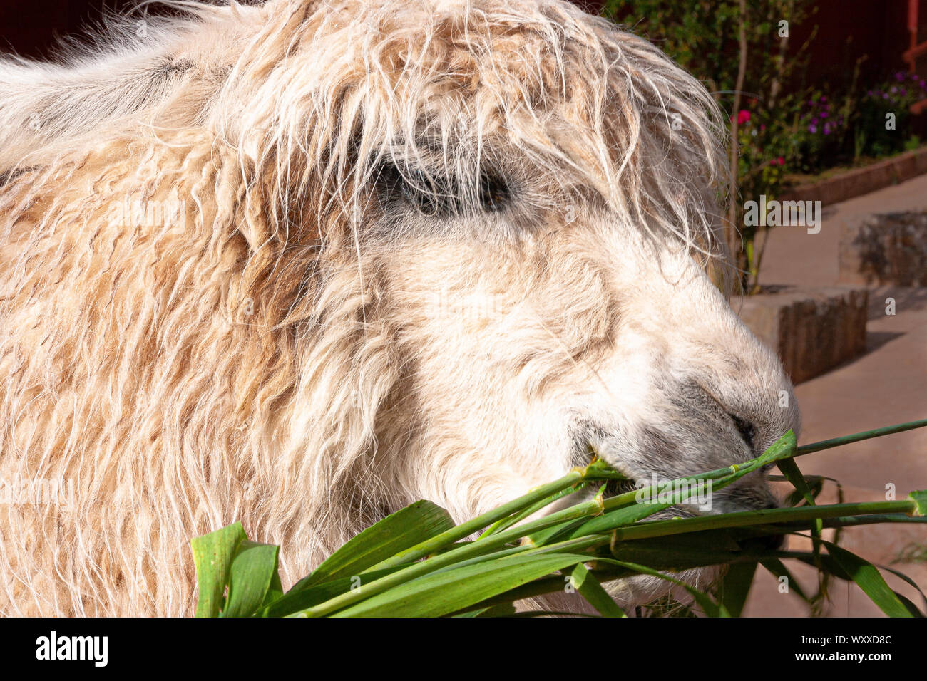 Llama close-up pascolare un pezzo di erbe Foto Stock