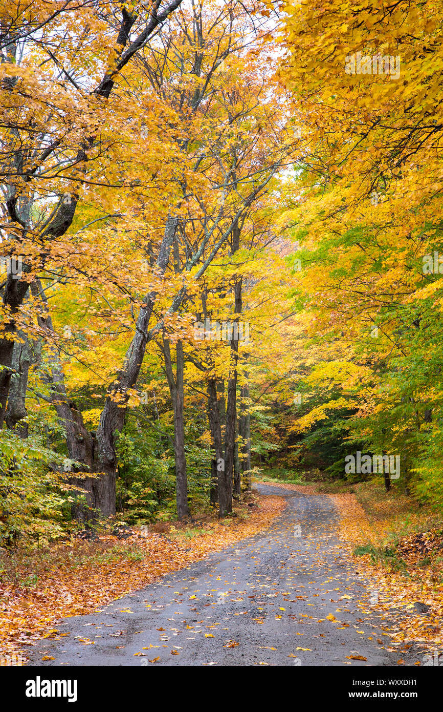 Strada vuota e la caduta delle foglie di colori di Aspen alberi vicino a Woodstock in Vermont, New England, STATI UNITI D'AMERICA Foto Stock