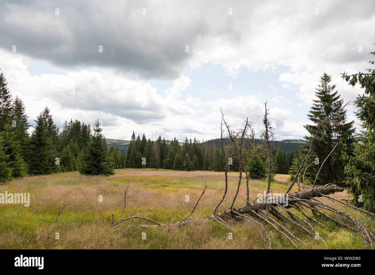 Landschaft im Boehmerwald Foto Stock