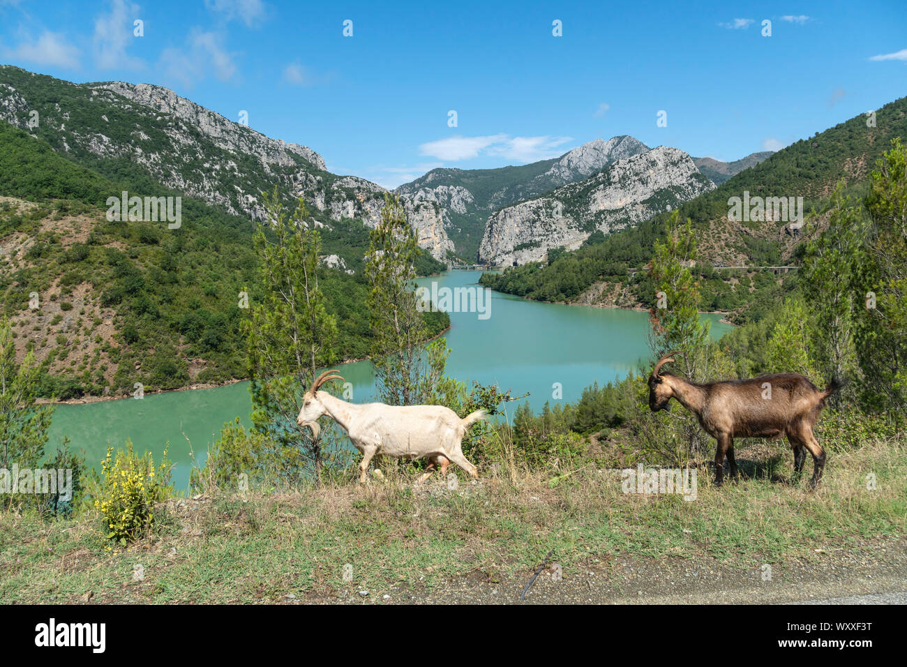 Guardando attraverso il Fiume Mat in Ulza Parco naturale regionale, sul confine di Dibër e Lezhe countiies, centrale l'Albania, Foto Stock