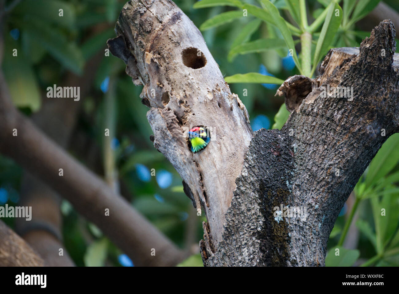 Giallo e Rosso bird inserimenti testa fuori del foro in una struttura ad albero Foto Stock