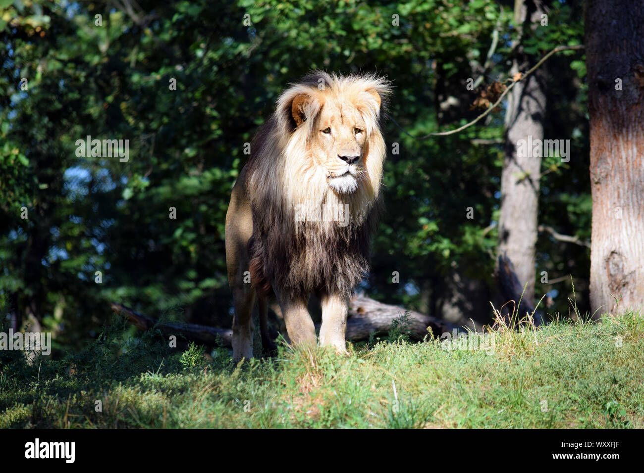 Bel ritratto del Katanga Lion nella natura Foto Stock