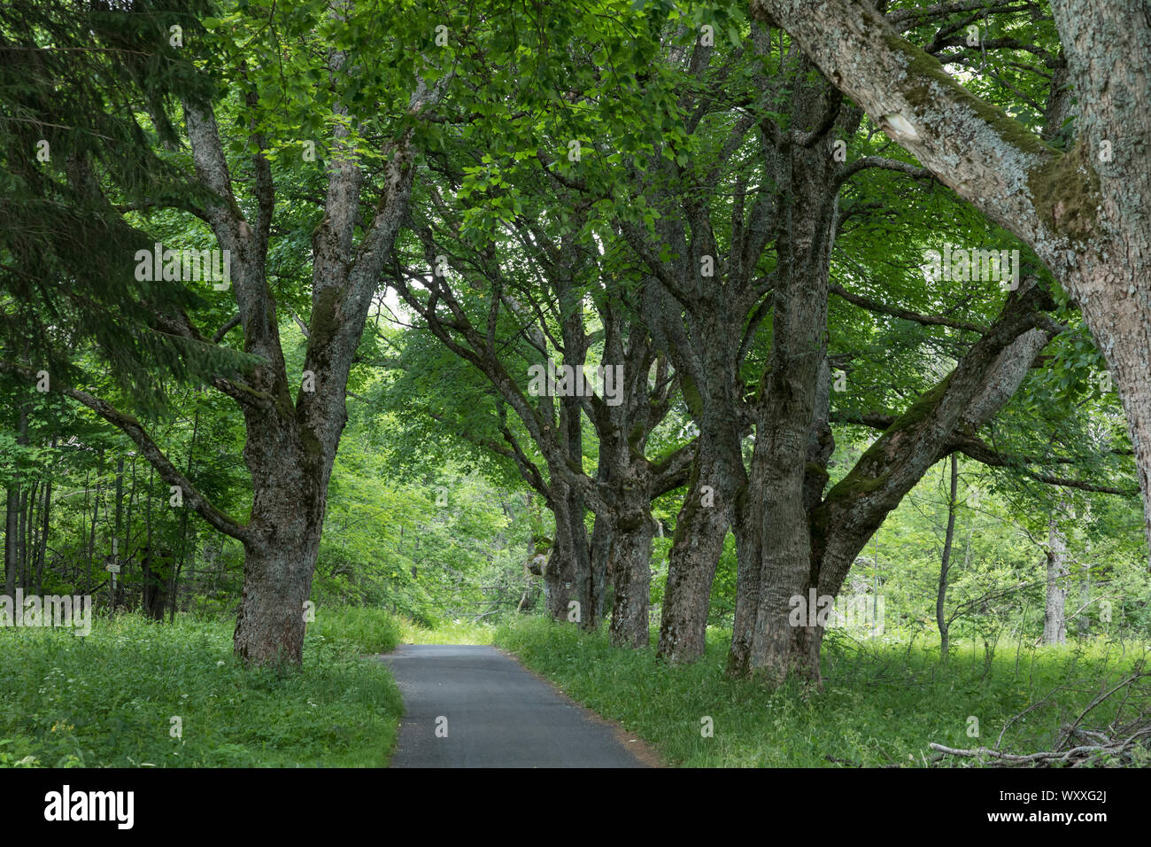 Baum-Allee Foto Stock