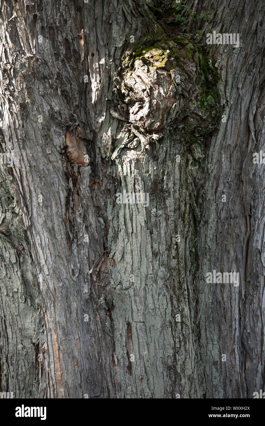 Close up dettaglio della corteccia sulla antica nodose tronco di albero in Vermont, USA Foto Stock