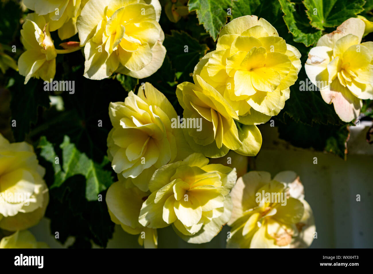 Fiore in giardino Foto Stock
