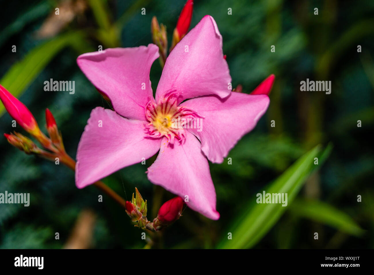 Il giardino tossici pianta Nerium oleander apocynaceae Foto Stock