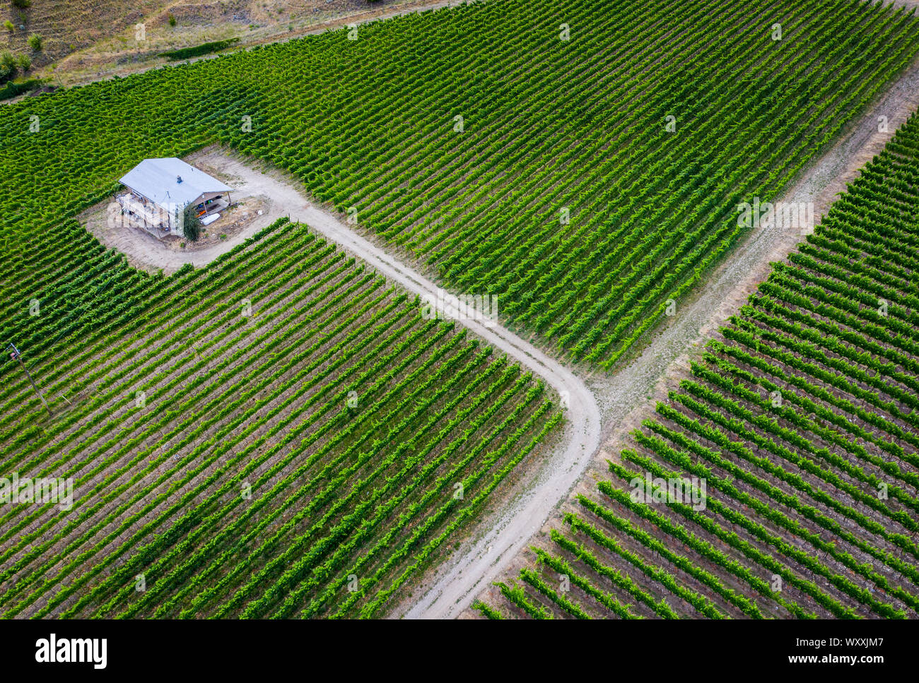 Vista aerea del vigneto nella Okanagan Valley, British Columbia, Canada Foto Stock