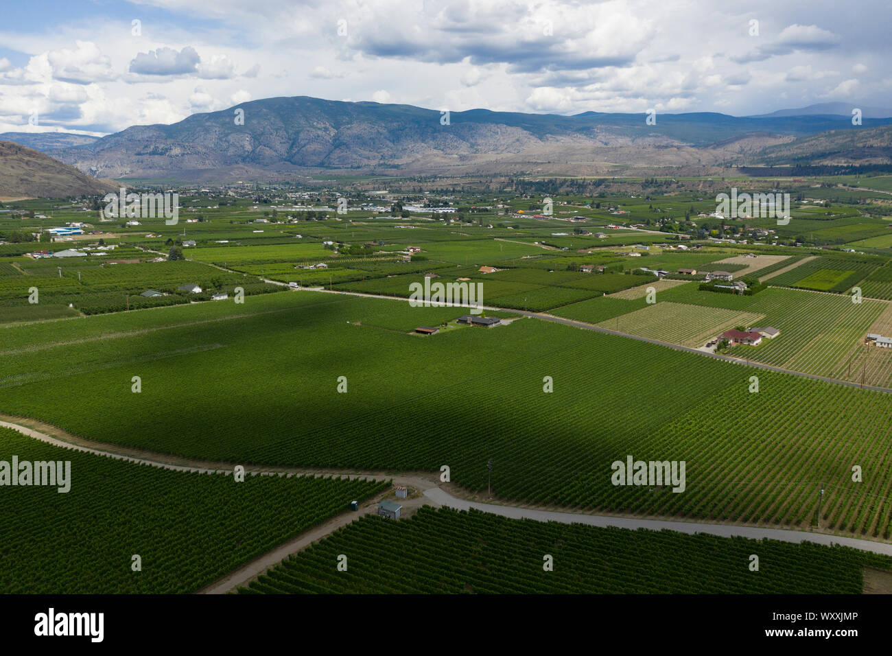 Vista aerea del vigneto nella Okanagan Valley, British Columbia, Canada Foto Stock