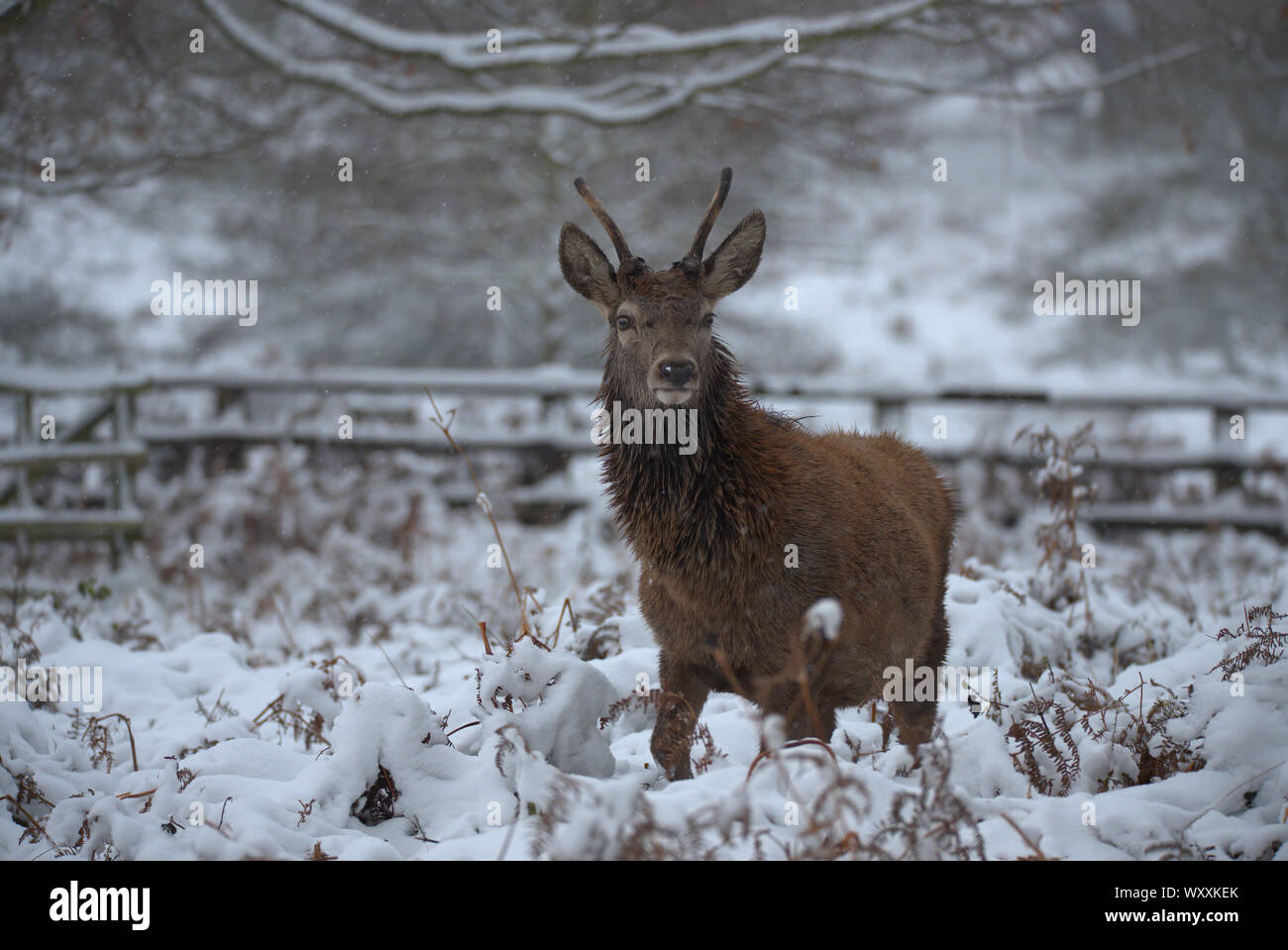 Giovani Red Deer buck nella neve Foto Stock