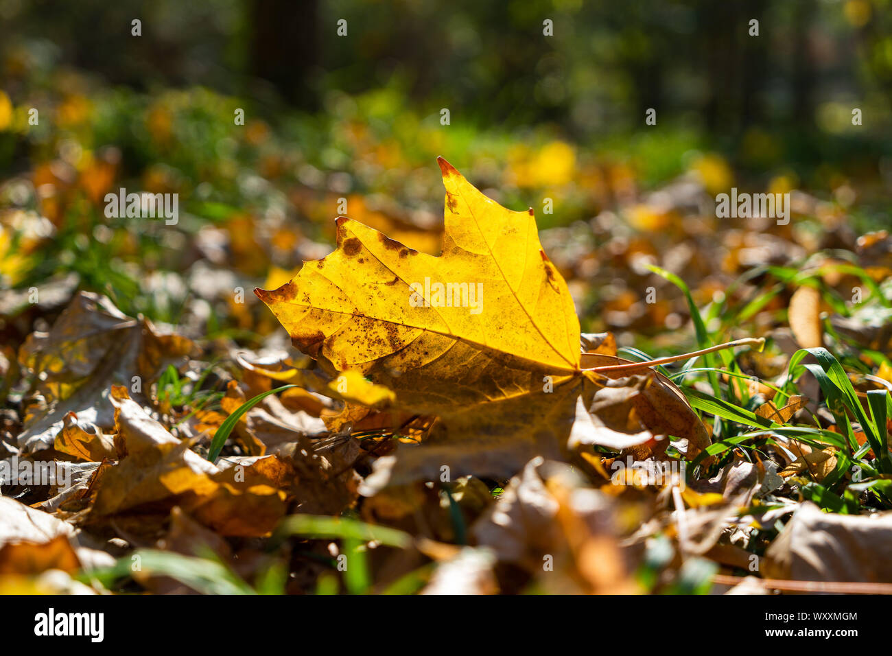 Un giallo maple leaf lief a terra su un prato con erba verde a inizio autunno. Il sole splende da dietro e dà una bella immagine colorata. Foto Stock