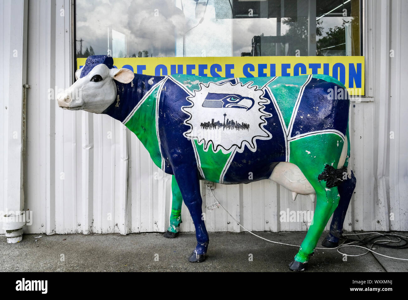 Dimensioni di vita dipinto di mucca al di fuori del negozio, con Seattle Seahawks colori. Foto Stock