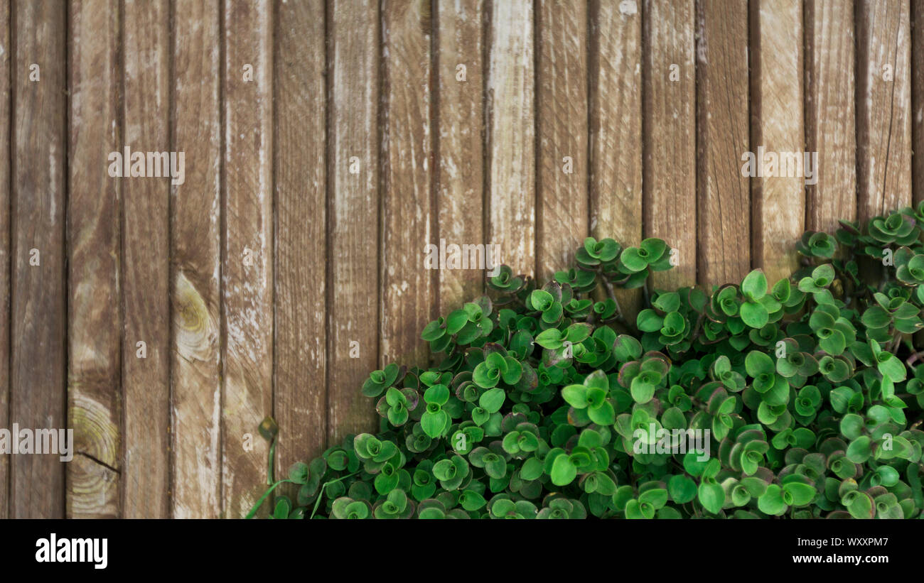 Pianta verde creativamente decorare staccionata in legno sfondo Foto Stock