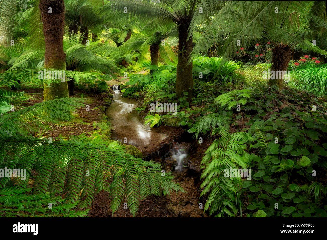 Australian Soft Fern Tree (Dicksonia Antartide) e piccolo ruscello. Giardini Trengwidden, Inghilterra, Cornwall Foto Stock
