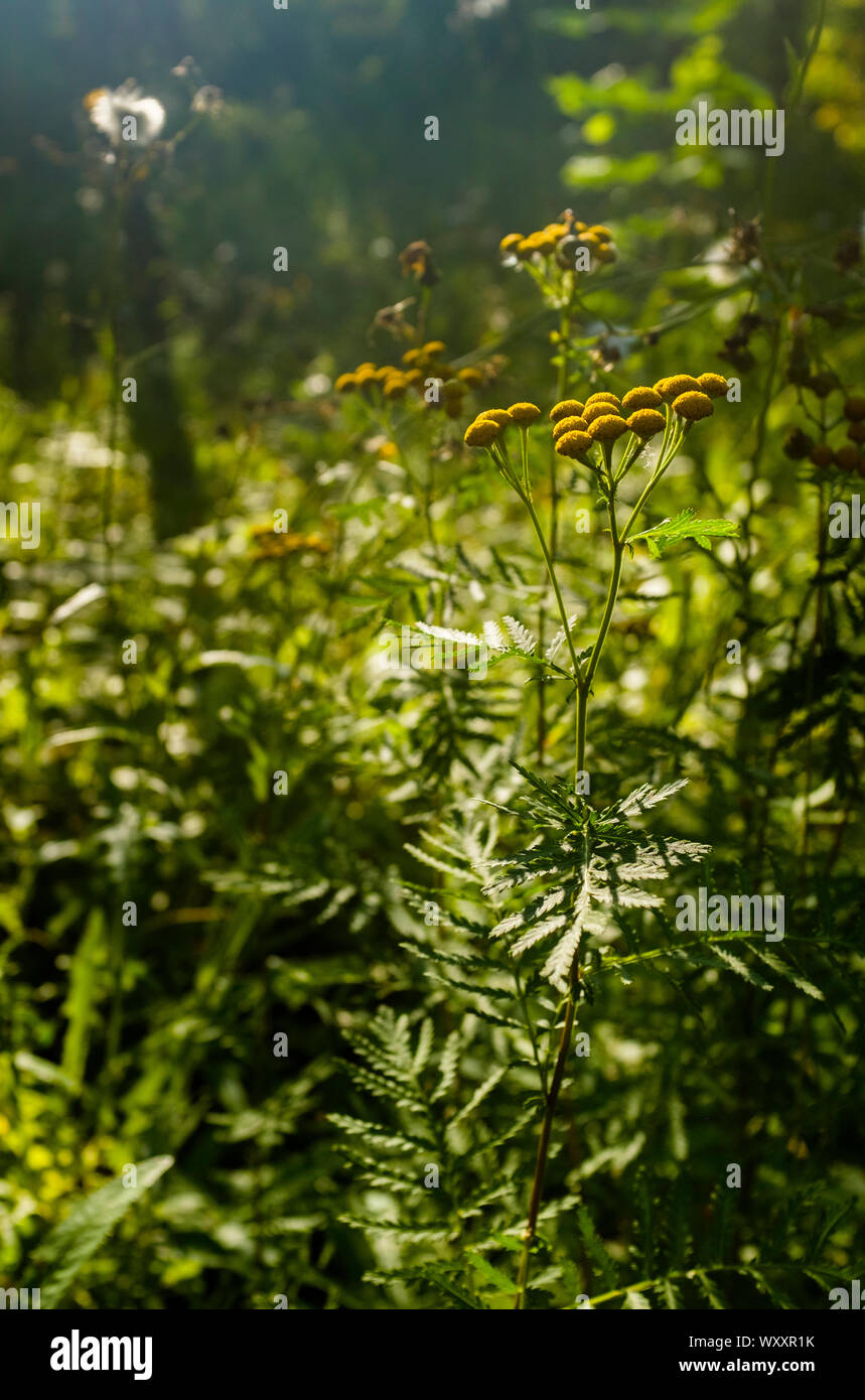 Giallo fiori selvatici in boschi di abete rosso Parco Provinciale, Tansy comune (Tanacetum vulgare) è una specie invasive in Manitoba Foto Stock