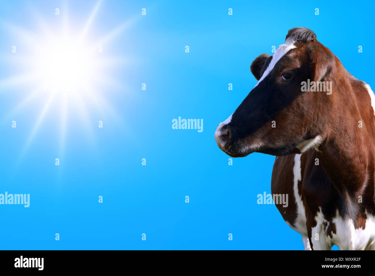 Vacca in primo piano con cielo blu come sfondo Foto Stock