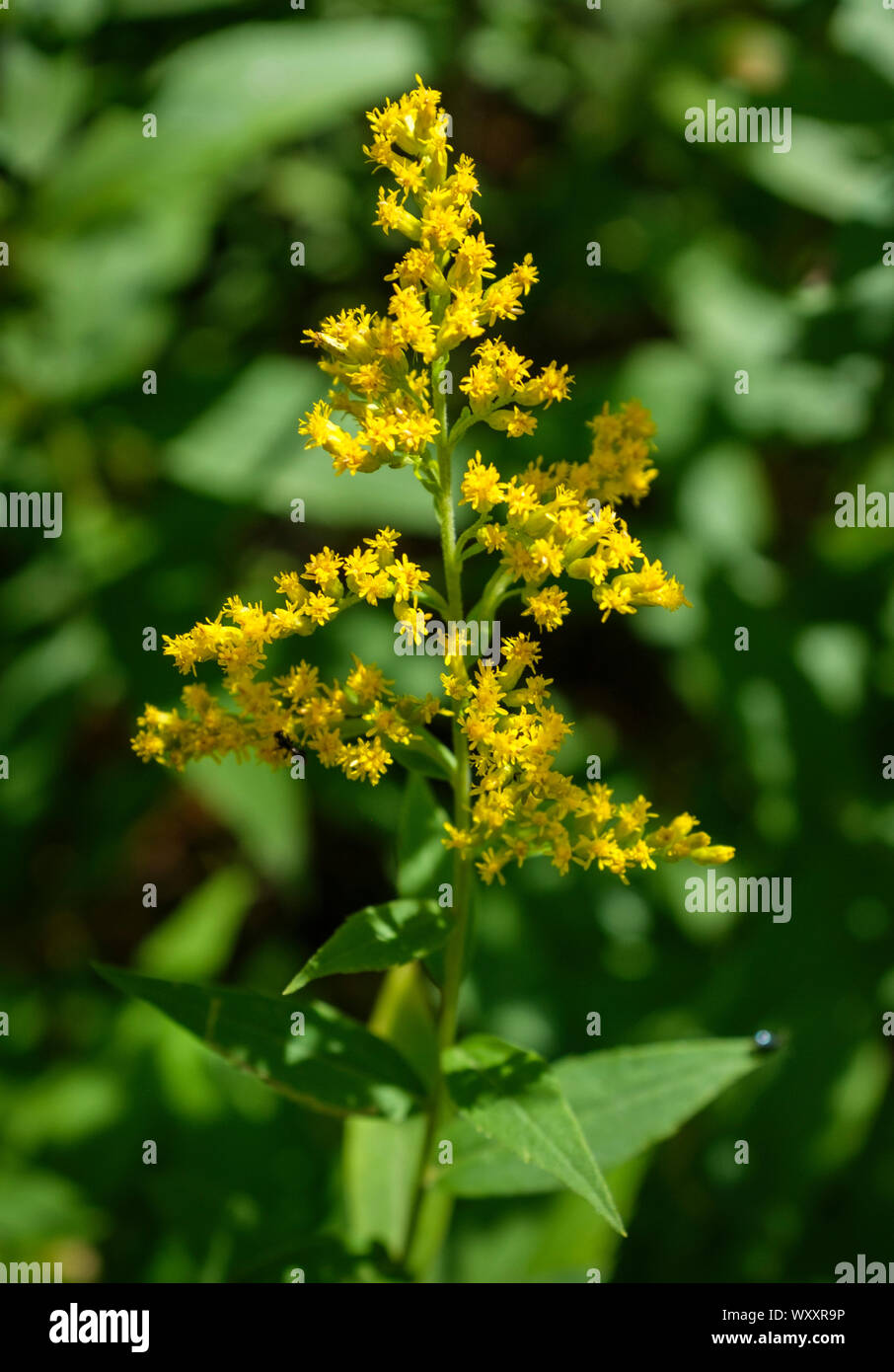 Canada oro (Solidago canadensis) che fiorisce in autunno in boschi di abete rosso Parco Provinciale, Manitoba Foto Stock