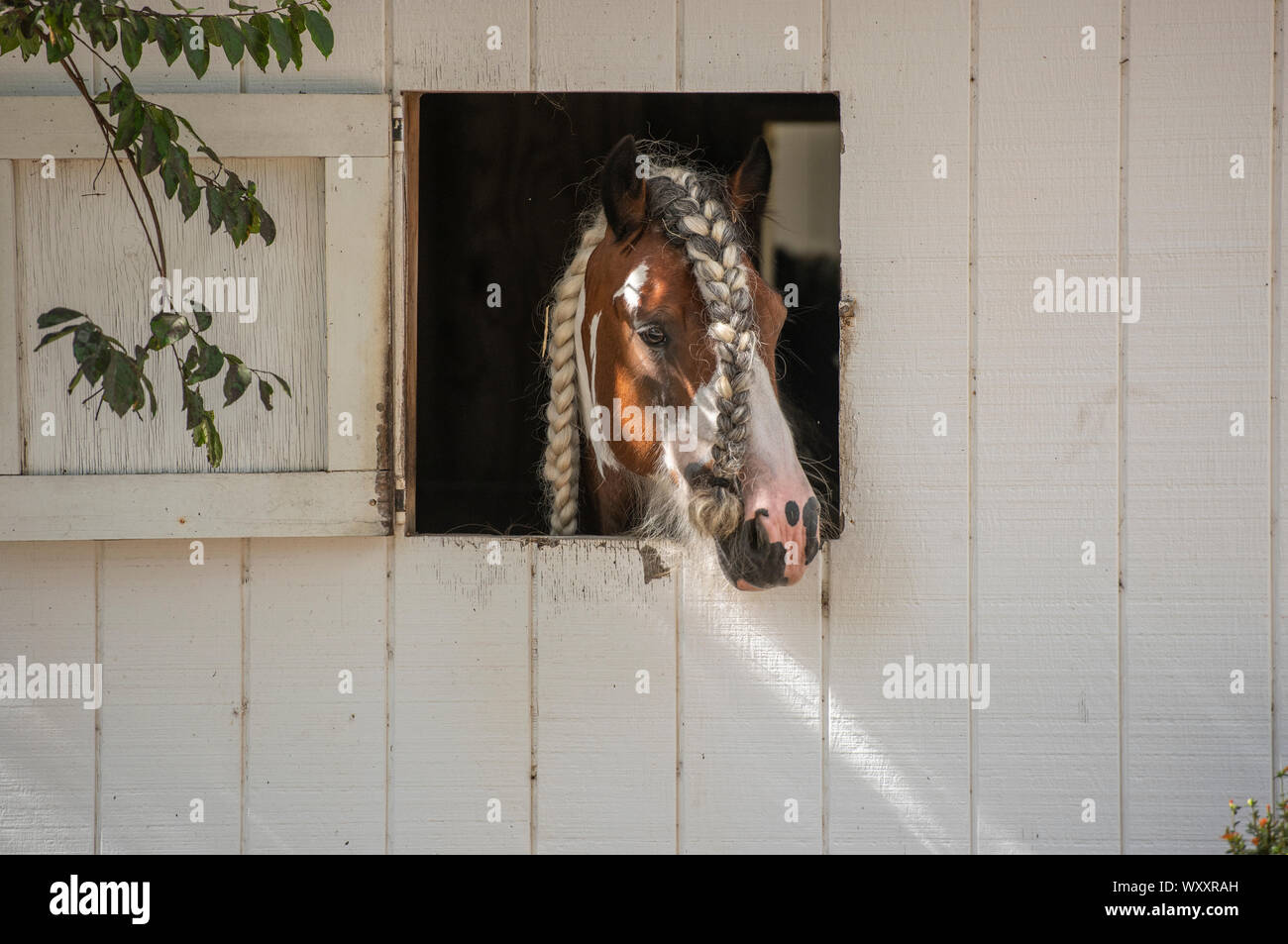 Stallone con intrecciato di criniera e ciuffo cercando il nostro rustico fienile finestra Foto Stock