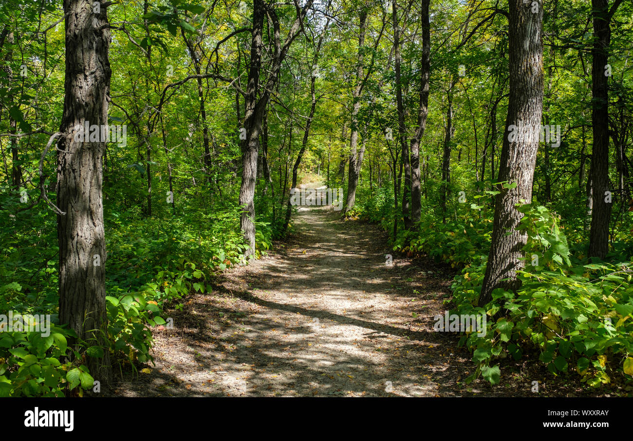 Un percorso attraverso la tarda estate foresta a boschi di abete rosso Parco provinciale nel sud di Manitoba in Canada Foto Stock