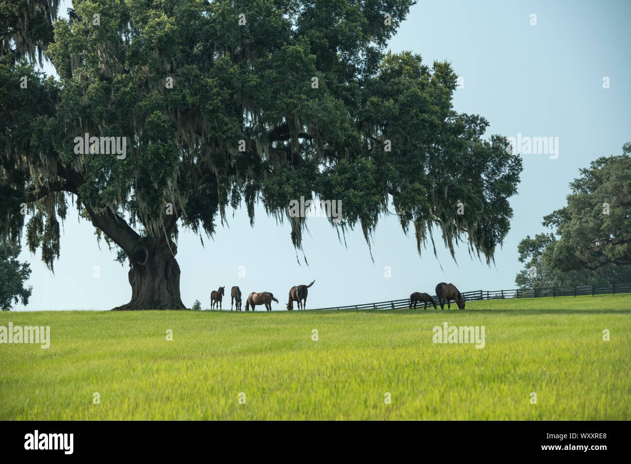 Cavallo purosangue fattrici e puledri nel verde lussureggiante Ocala Florida pascolo Foto Stock