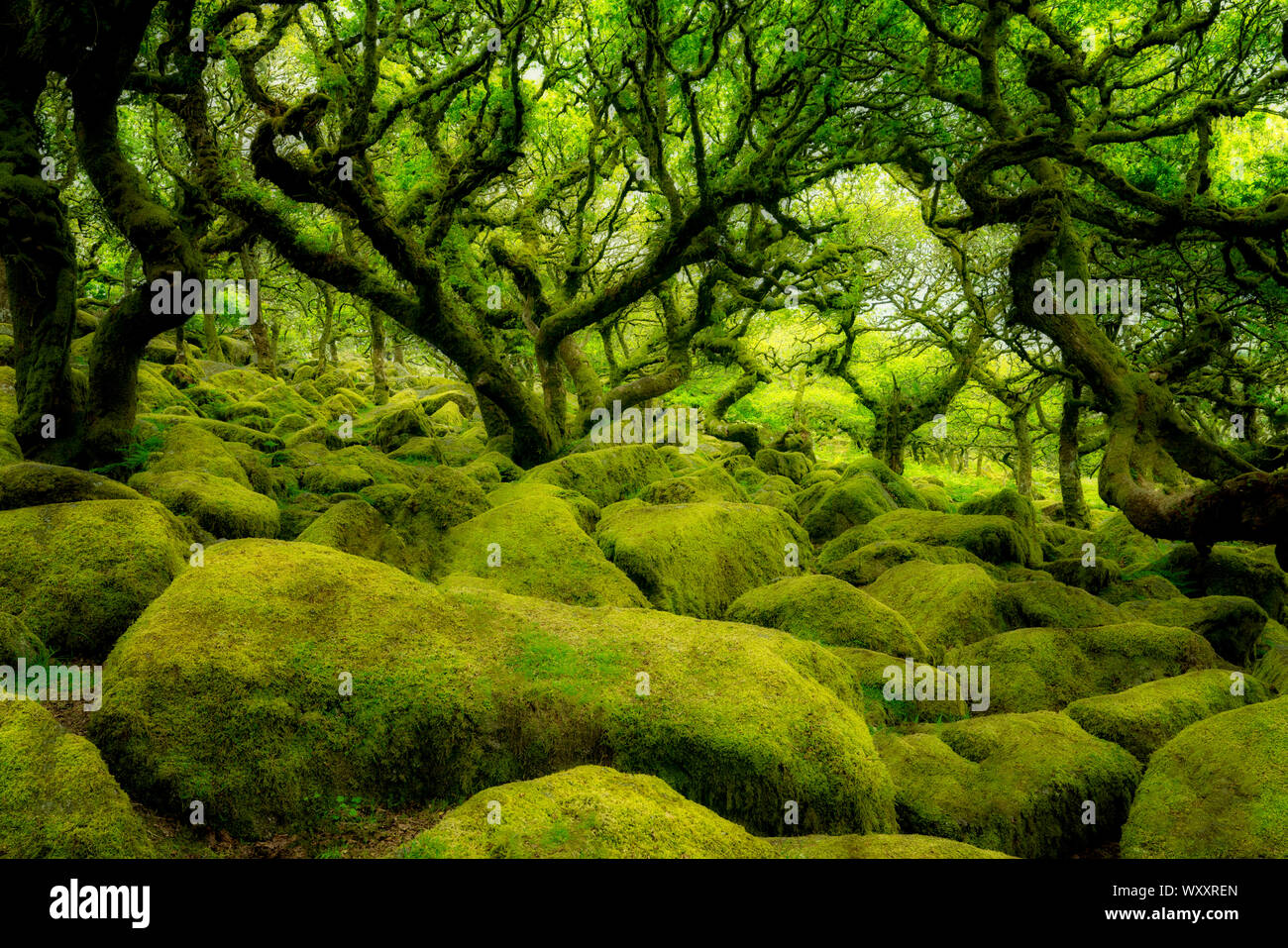 Coperte di muschio alberi di quercia in Wistman il legno. La contea del Devon. Parco Nazionale di Dartmoor, Inghilterra Foto Stock