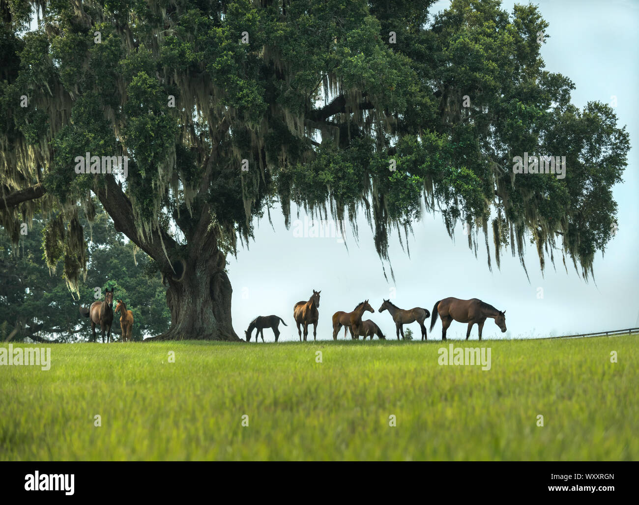 Cavallo purosangue fattrici e puledri nel verde lussureggiante Ocala Florida pascolo Foto Stock