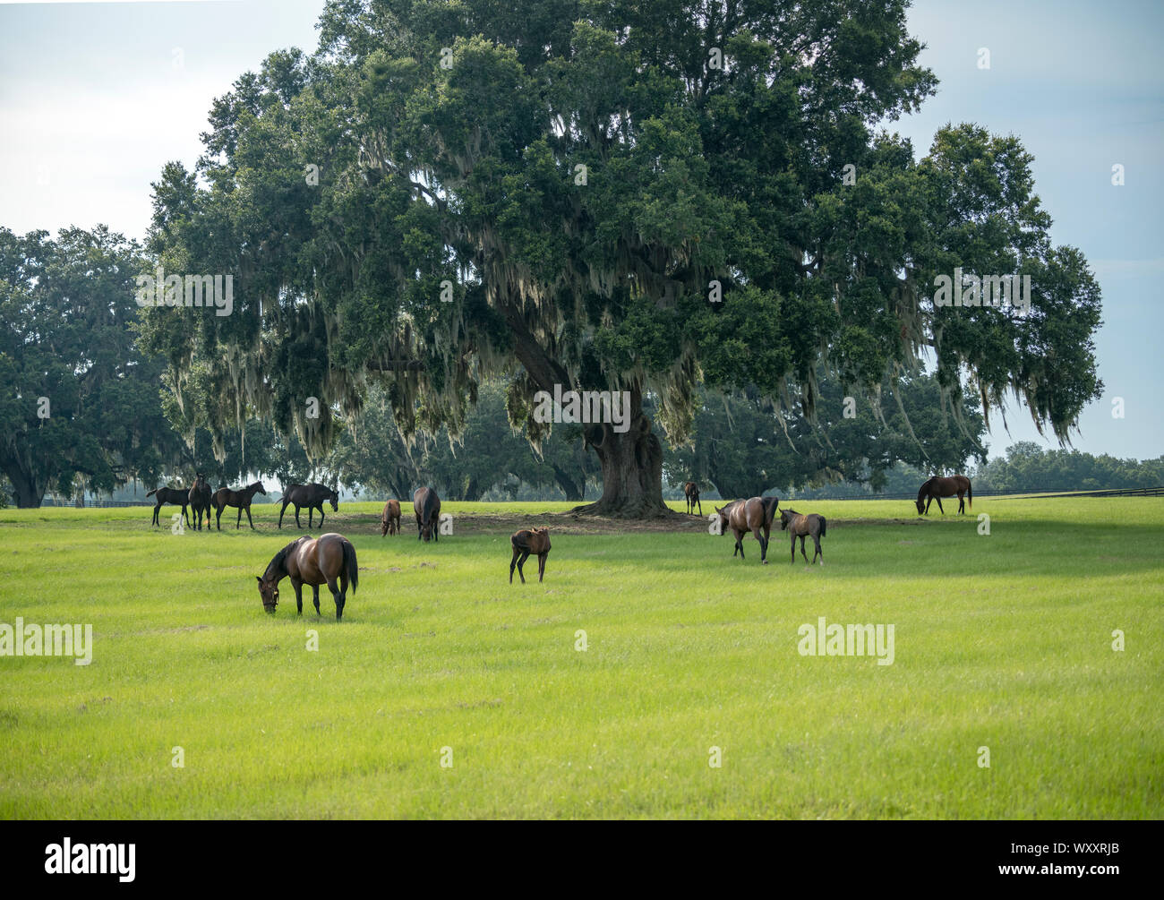 Cavallo purosangue fattrici e puledri nel verde lussureggiante Ocala Florida pascolo Foto Stock