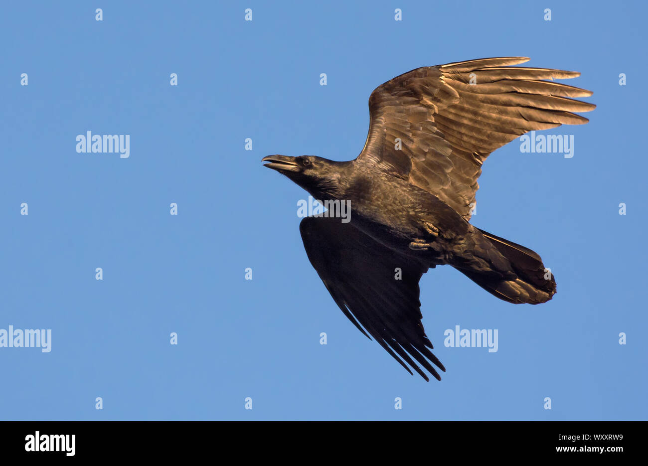 Raven comune volare nel cielo blu con tesa ali e la coda al tramonto Foto Stock
