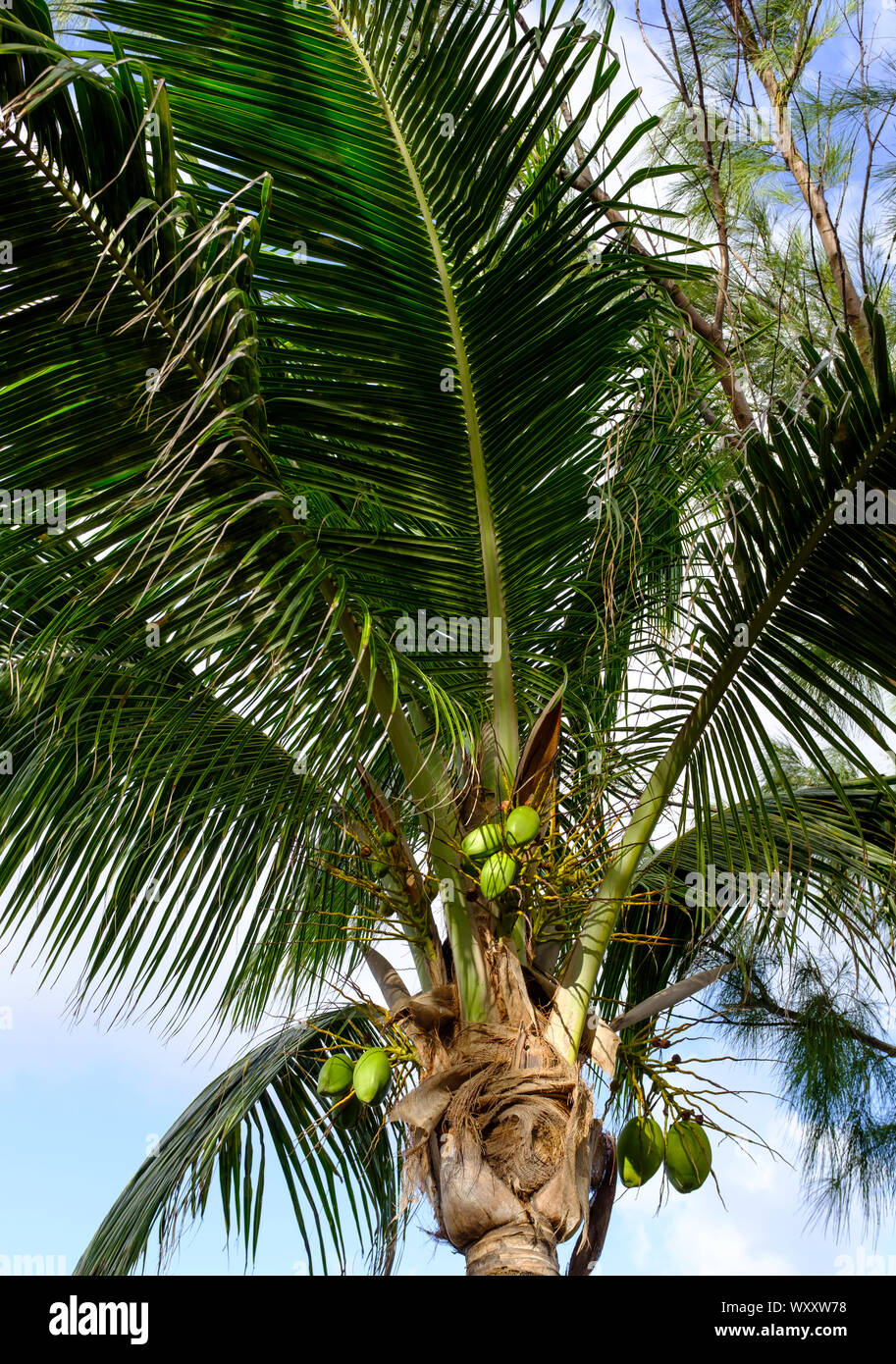 Cercando nel lussureggiante verde le fronde di una palma Su breezy day a North Point, Barbados Foto Stock