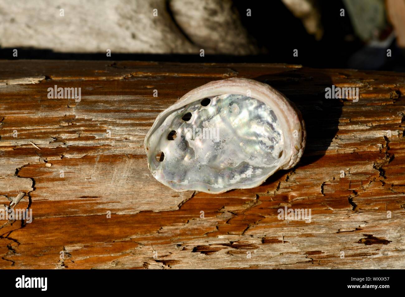 Conchiglia di UN ABALONE SETTENTRIONALE sulla costa del Pacifico settentrionale, Foto Stock