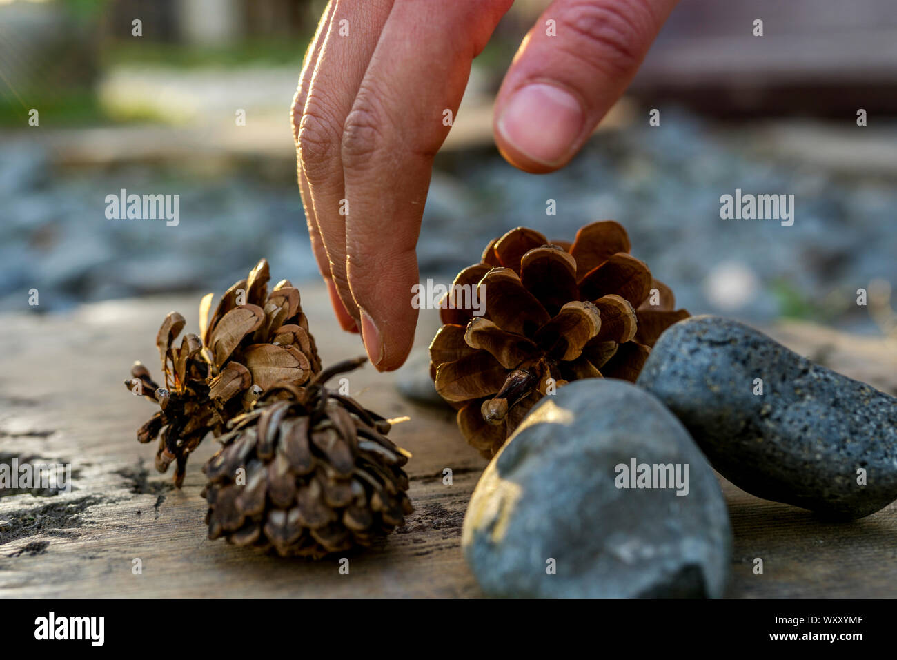 Cono di pino e pietra foto macro per lo sfondo Foto Stock