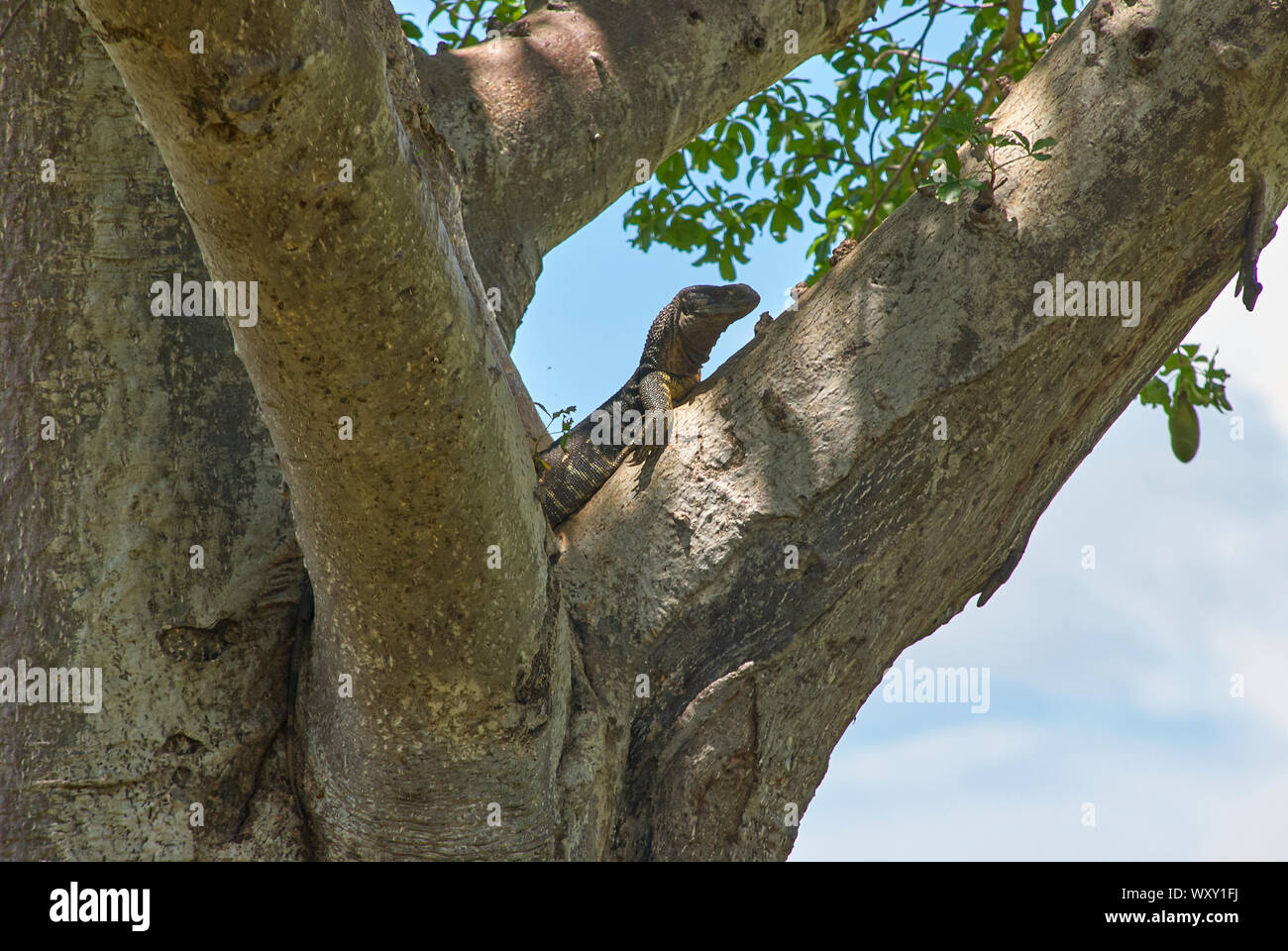 Un albero di arrampicata lucertola monitor nel Ruaha National Park, Tanzania Foto Stock