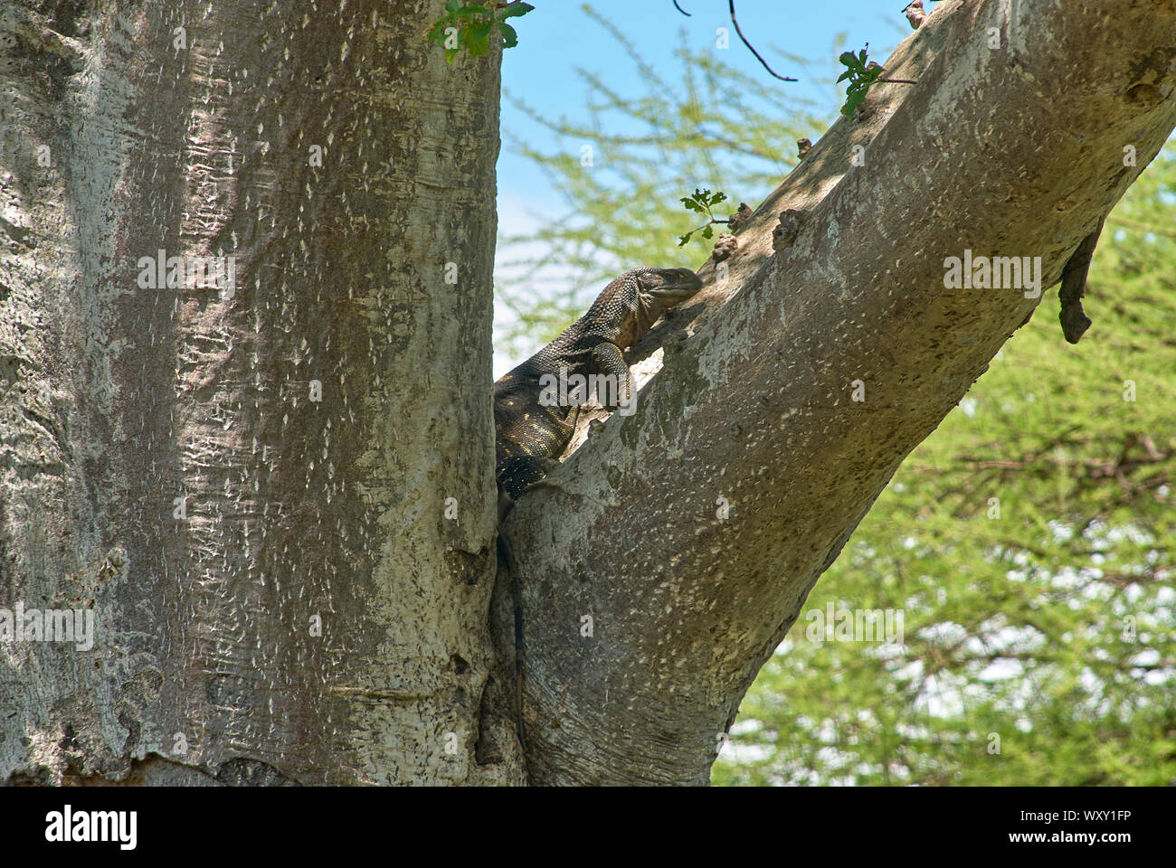 Un albero di arrampicata lucertola monitor nel Ruaha National Park, Tanzania Foto Stock