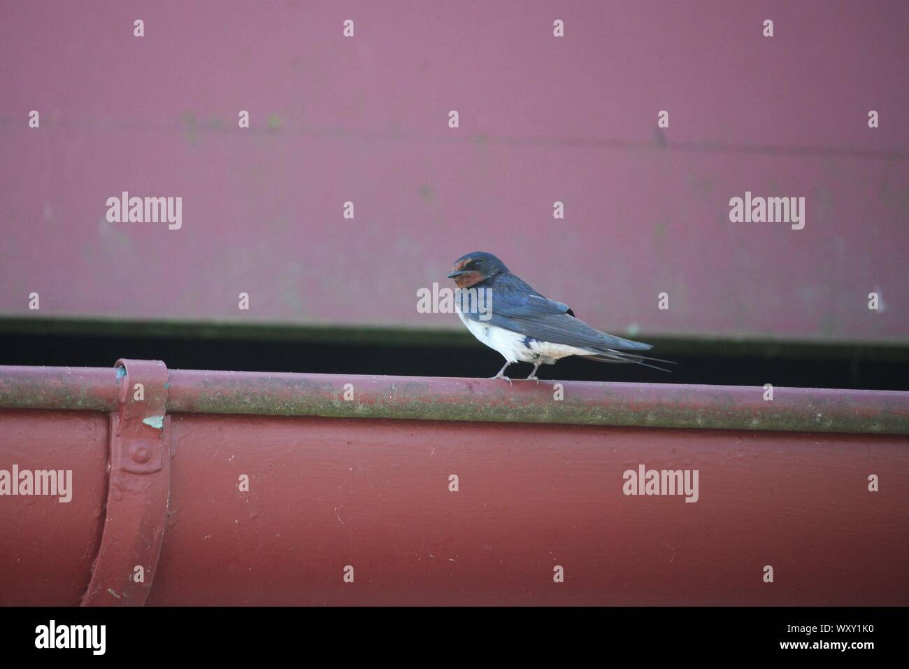 Eurasian Swallow (Hirundo rustica) vicino Ribnitz-Damgarten, Germania Foto Stock