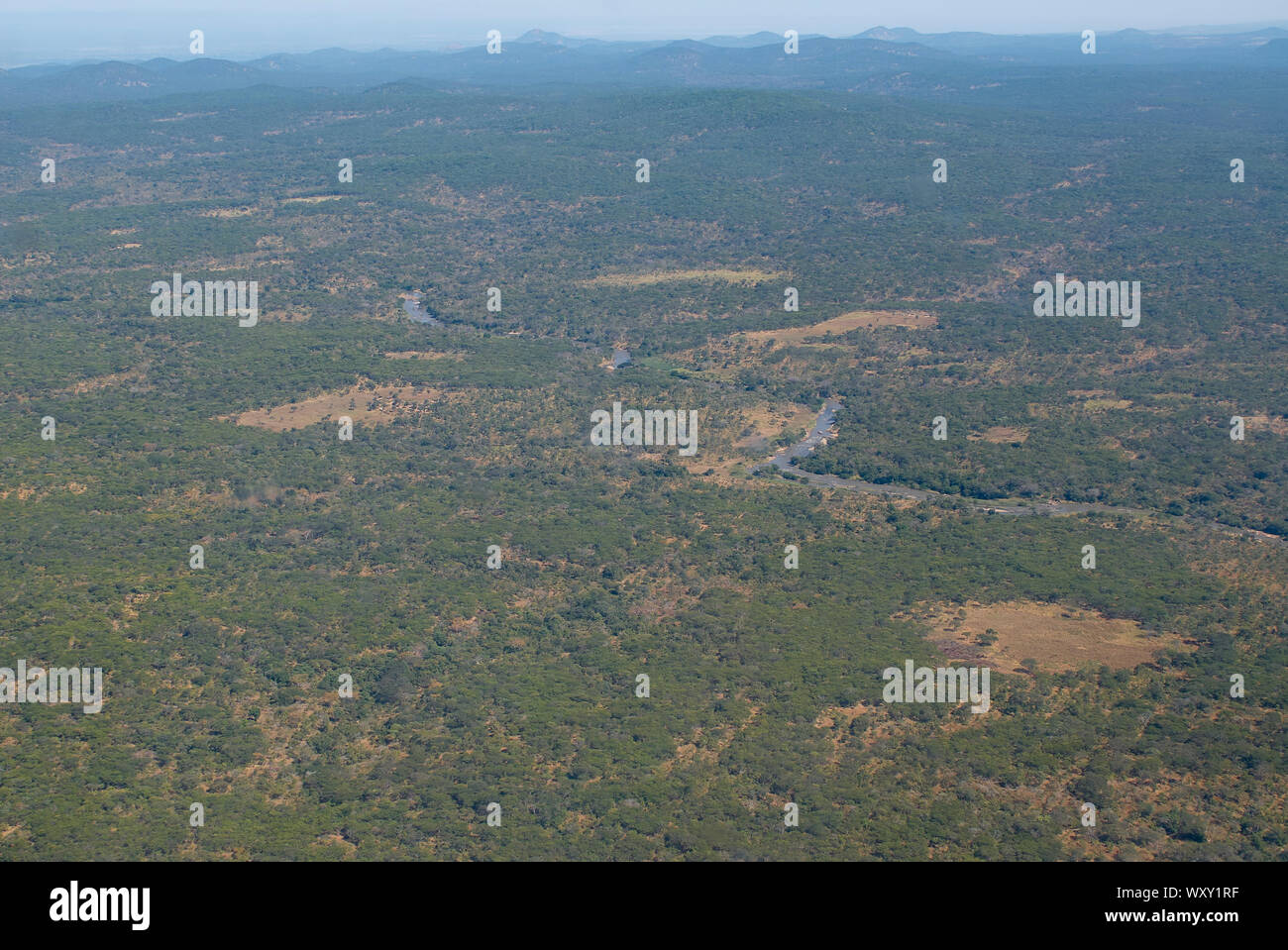 Deserto remoto di boschi della Tanzania Foto Stock