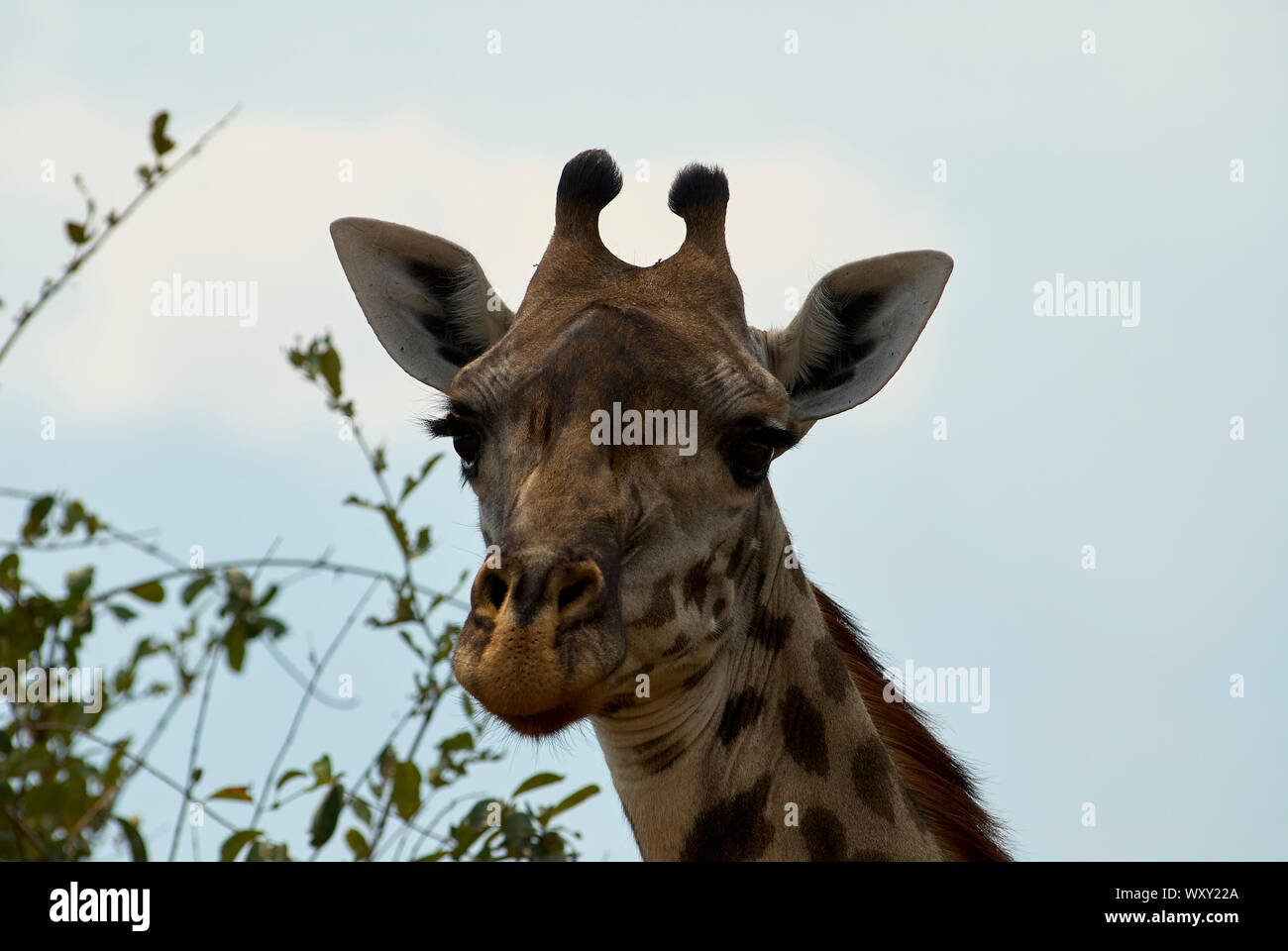 Ritratto di una giraffa Maasai, Tanzania Foto Stock