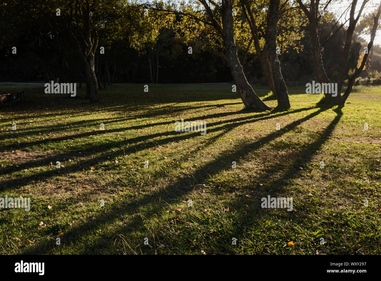 Gli alberi e le ombre Foto Stock