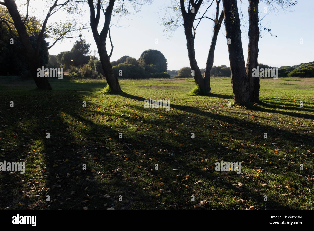 Gli alberi e le ombre Foto Stock