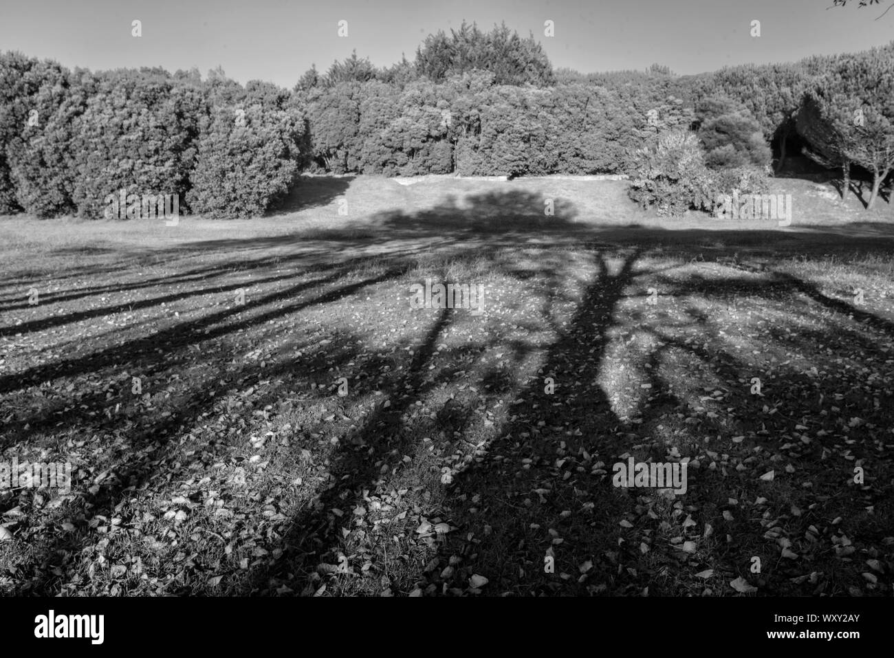 Gli alberi e le ombre Foto Stock