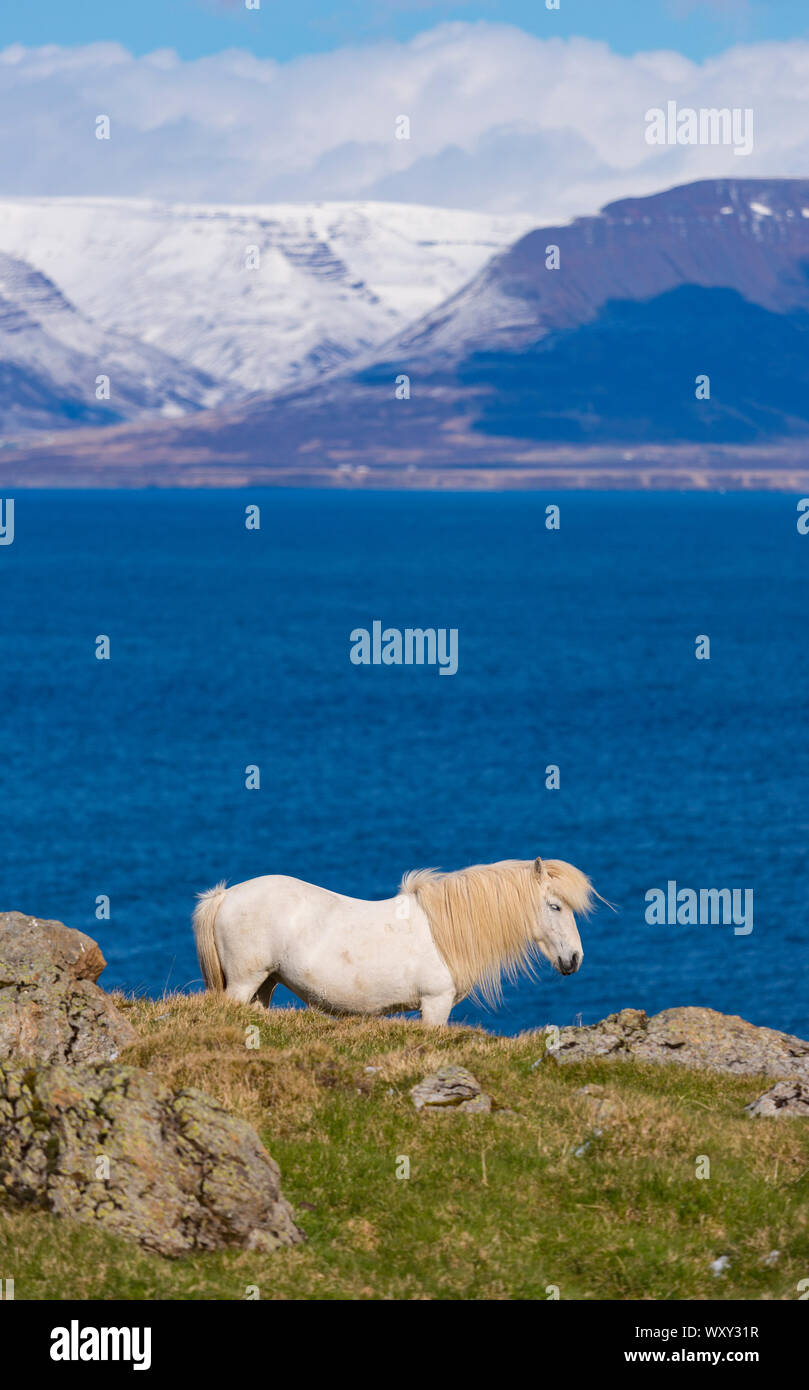 REYKIR-GRETTISLAUG, Islanda - bianco islandese di cavallo sulla cresta che domina il fiordo Skagafjordur. Foto Stock