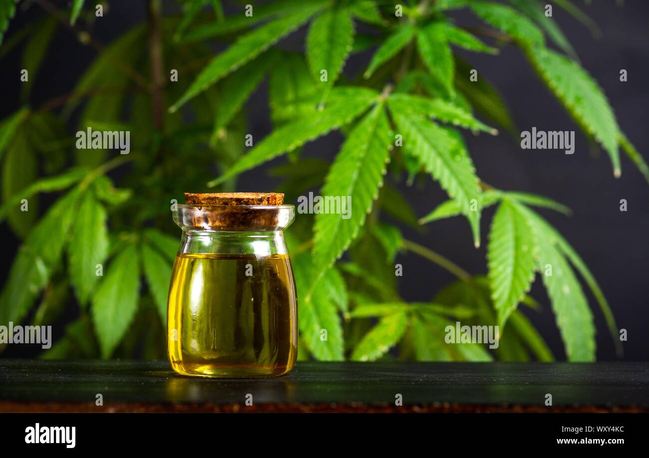 Olio di cannabis e marijuana leafs close up Foto Stock
