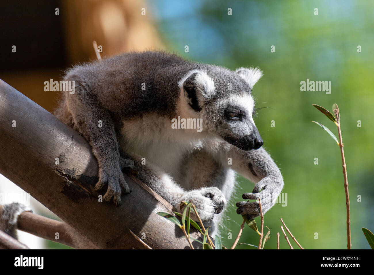 Regno Unito, Cheshire, lo Zoo di Chester. anello-tailed lemur seduto su un ramo esaminando un ramoscello Foto Stock