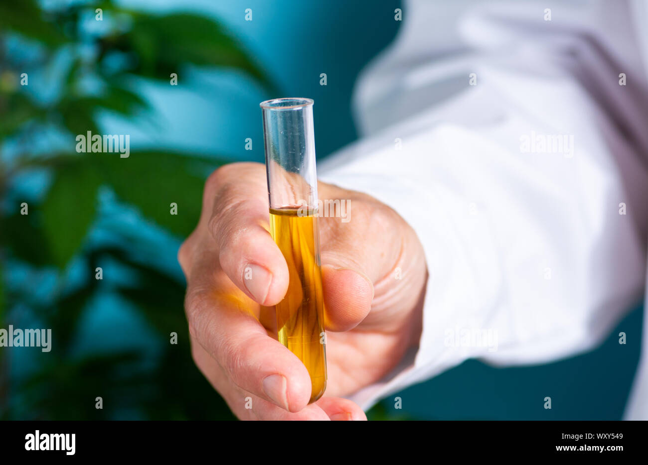 Scienziato azienda olio di cannabis vicino fino alla medicina alternativa abstract Foto Stock