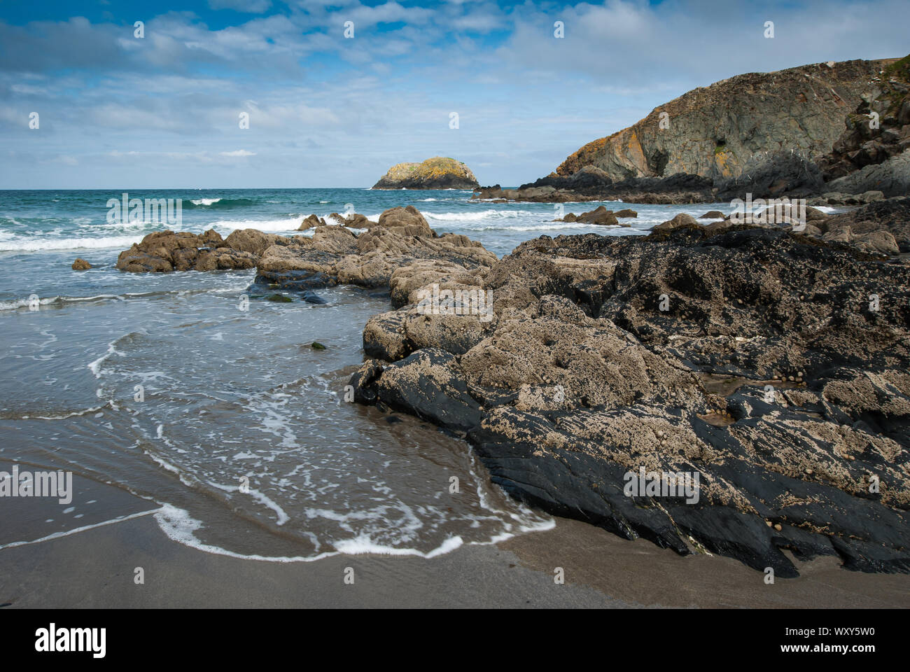 Cirripedi sulle rocce su una spiaggia tra Abereiddi e Porthgain, Galles Foto Stock