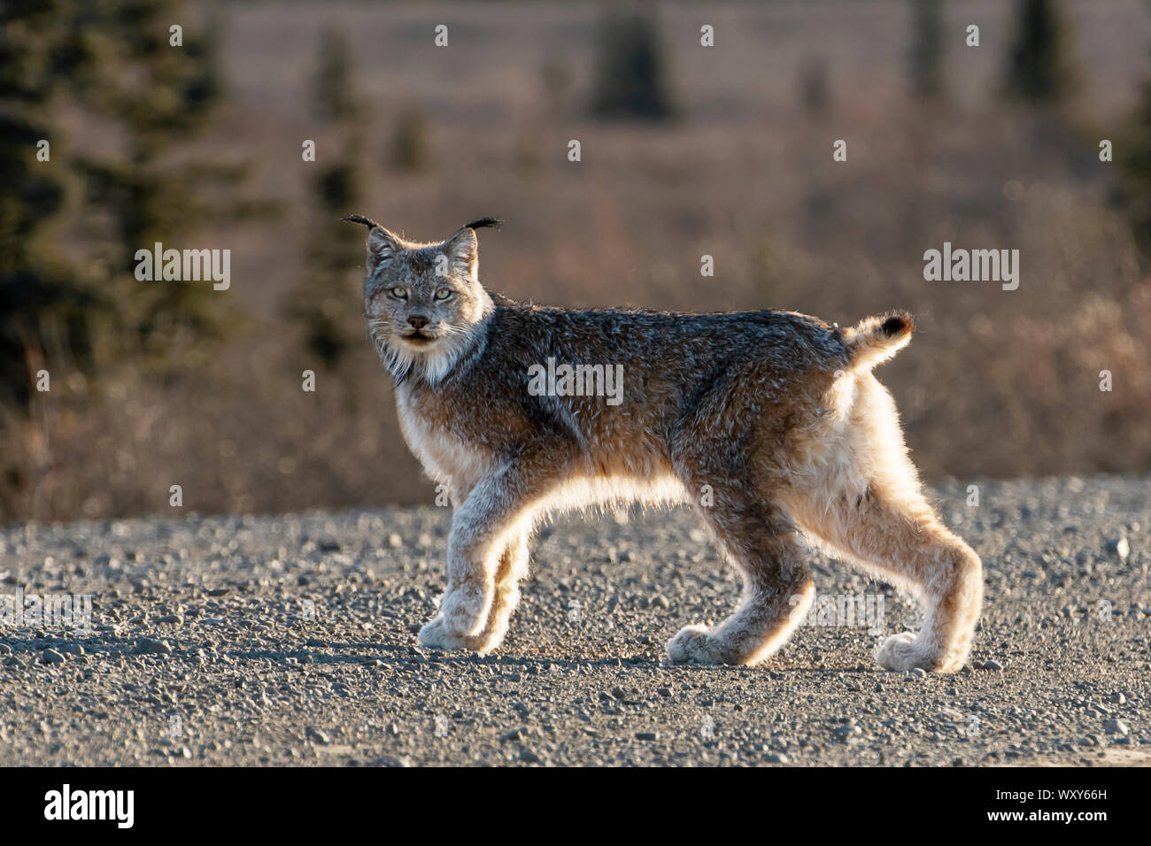 Nord America; Stati Uniti; Alaska; fauna; mammiferi; predatori; felini; gatti selvatici; Canada; Lynx Lynx canadensis. Foto Stock