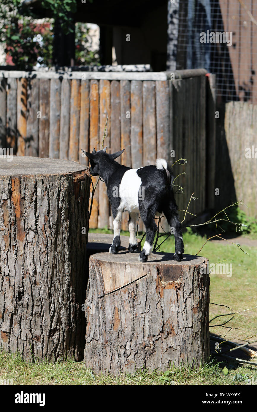 Adorabile e cordiale di capra piccolo fotografato in Korkeasaari, Helsinki. In questa foto si può vedere carino piccolo bambino giovane capra in piedi su una corteccia di albero. Foto Stock