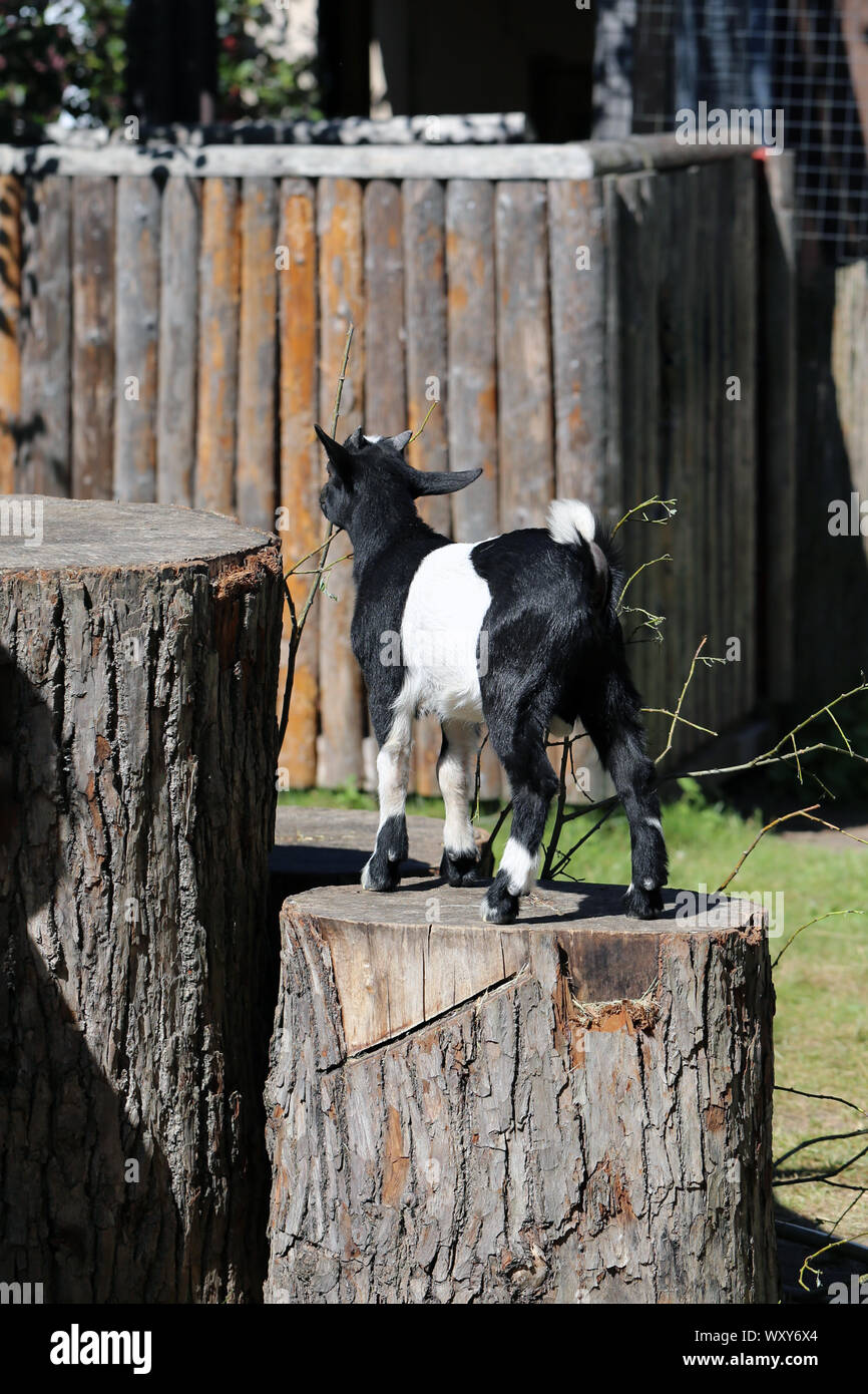 Adorabile e cordiale di capra piccolo fotografato in Korkeasaari, Helsinki. In questa foto si può vedere carino piccolo bambino giovane capra in piedi su una corteccia di albero. Foto Stock