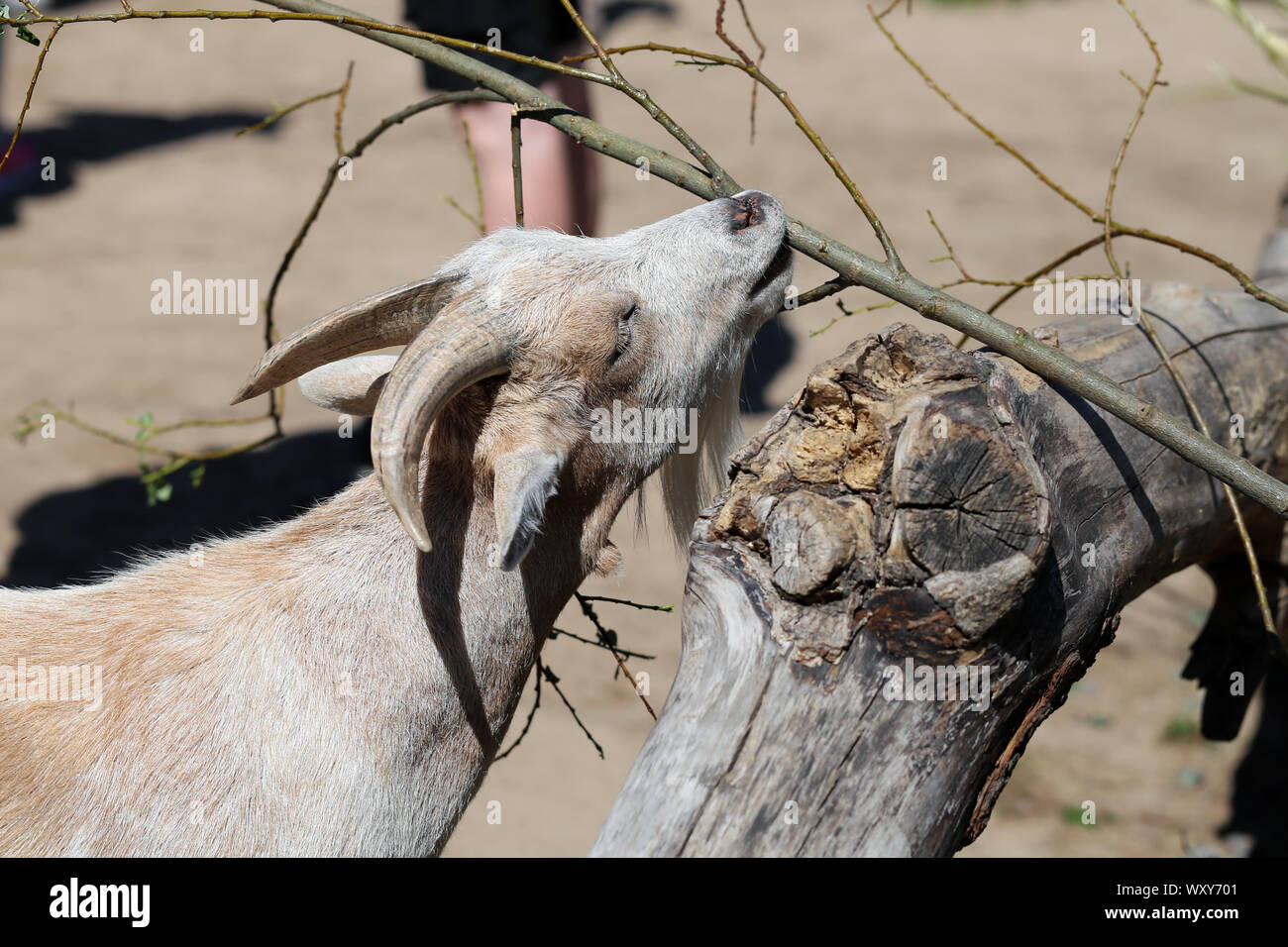 Adorabile e cordiale di capra piccolo fotografato in Korkeasaari, Helsinki. In questa foto si può vedere carino marrone di capra per adulti con grandi corna di mangiare un albero. Foto Stock