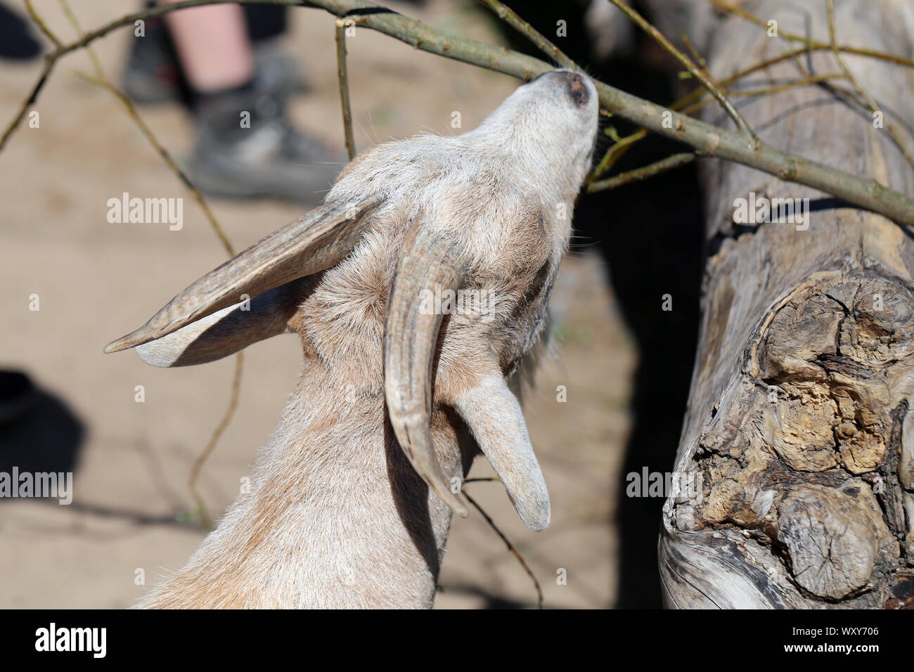 Adorabile e cordiale di capra piccolo fotografato in Korkeasaari, Helsinki. In questa foto si può vedere carino marrone di capra per adulti con grandi corna di mangiare un albero. Foto Stock