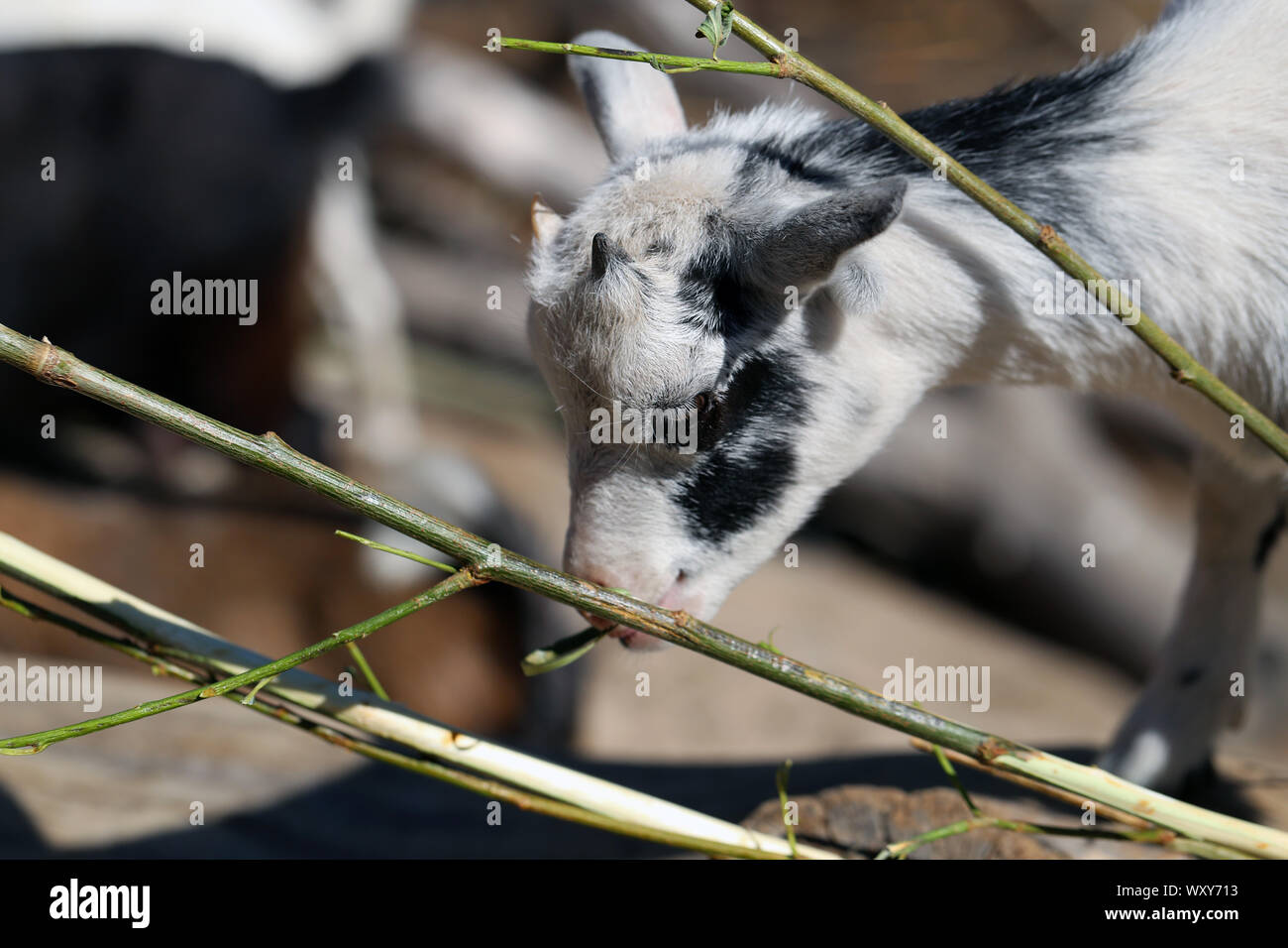 Adorabile e cordiale di capra piccolo fotografato in Korkeasaari, Helsinki. In questa foto si può vedere carino bianco giovane capra con mini corna di mangiare un albero. Foto Stock