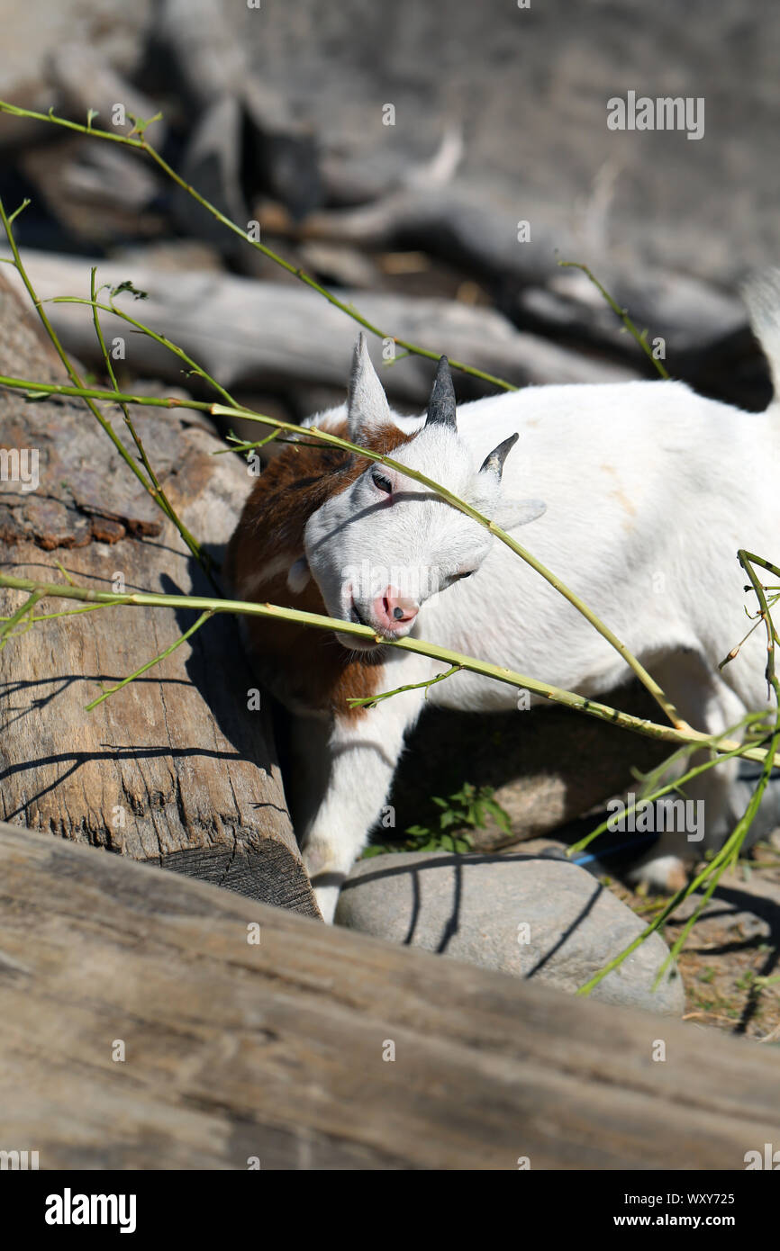 Adorabile e cordiale di capra piccolo fotografato in Korkeasaari, Helsinki. In questa foto si può vedere carino bianco giovane capra con le corna eating tree peel. Foto Stock
